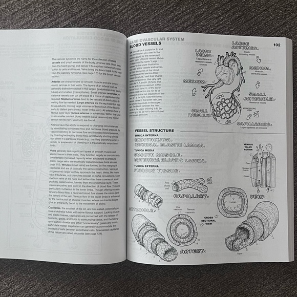 Anatomy Color Book - detailed! by Wynn Capit - Picture 2 of 4